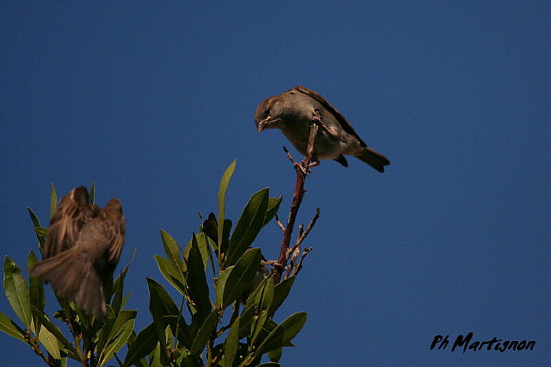 House Sparrow