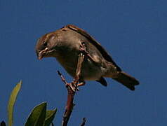 Moineau domestique