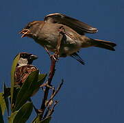 House Sparrow