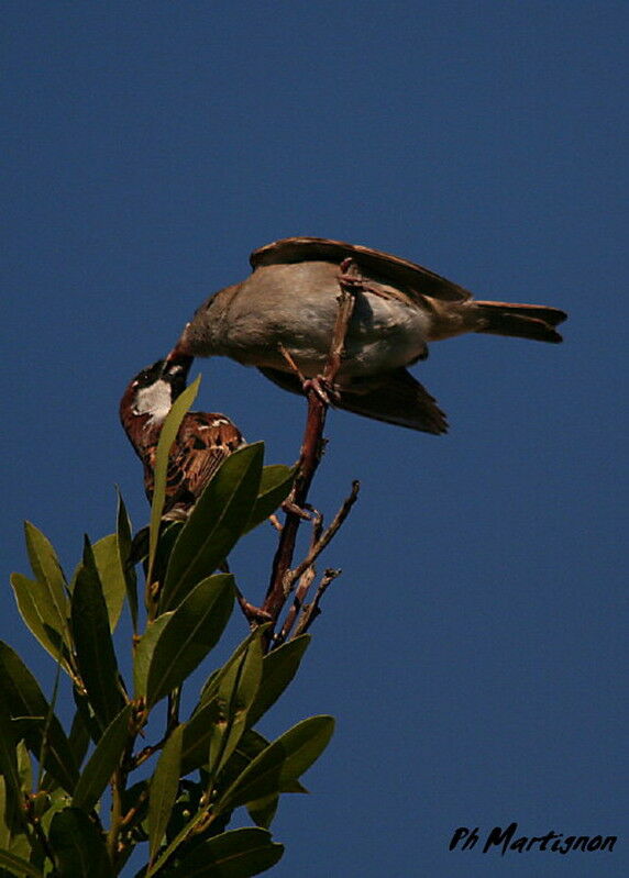 House Sparrow