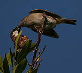 Moineau domestique