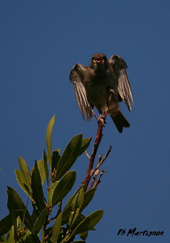 Moineau domestique