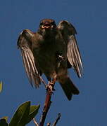 Moineau domestique