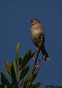 House Sparrow