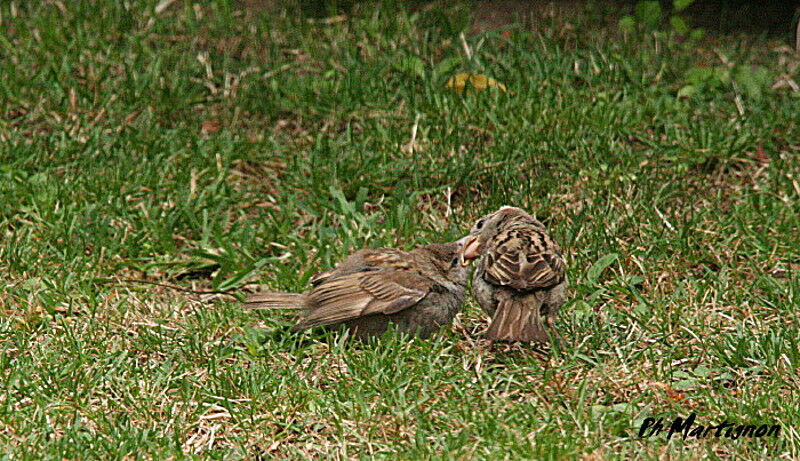 Moineau domestique, Comportement