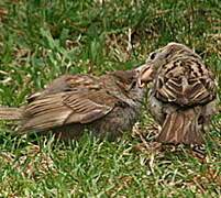 House Sparrow