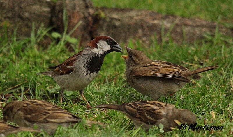 House Sparrow