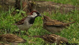 House Sparrow