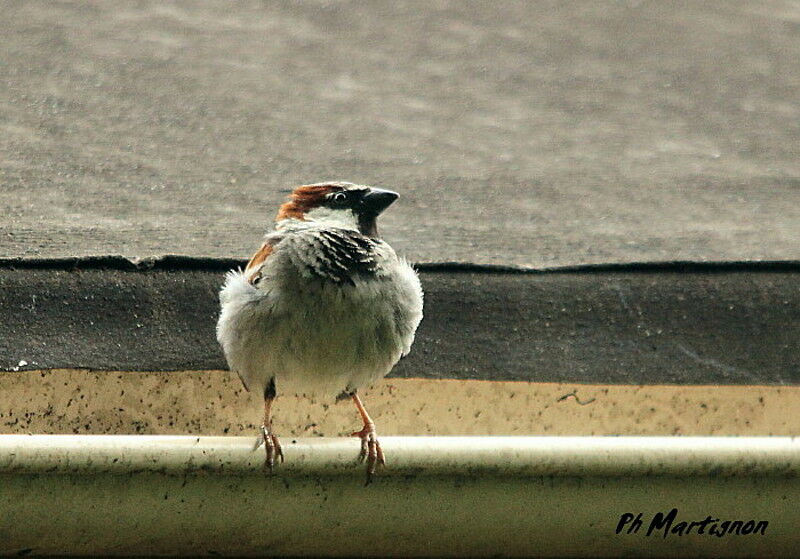 House Sparrow male