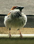 House Sparrow