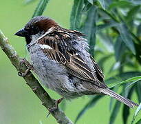 House Sparrow