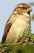 House Sparrow