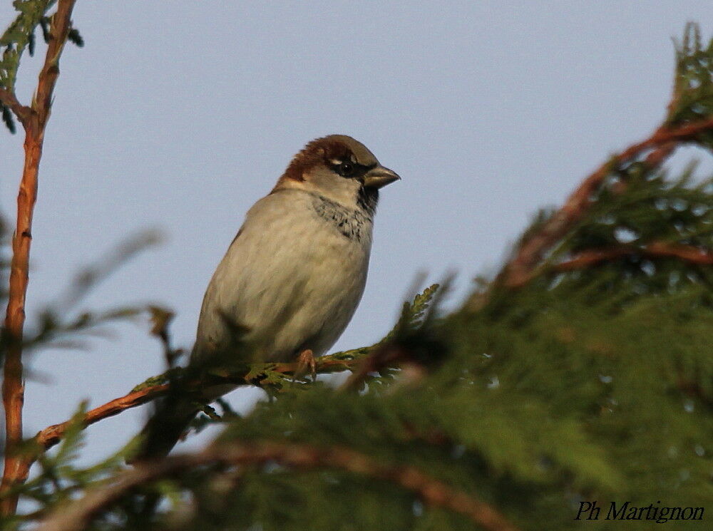 Moineau domestique mâle, identification