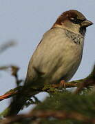 House Sparrow