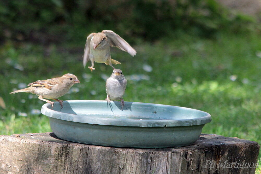 Moineau domestique, Vol