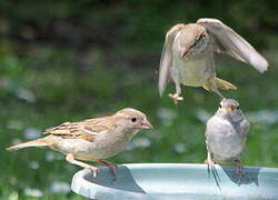 Moineau domestique