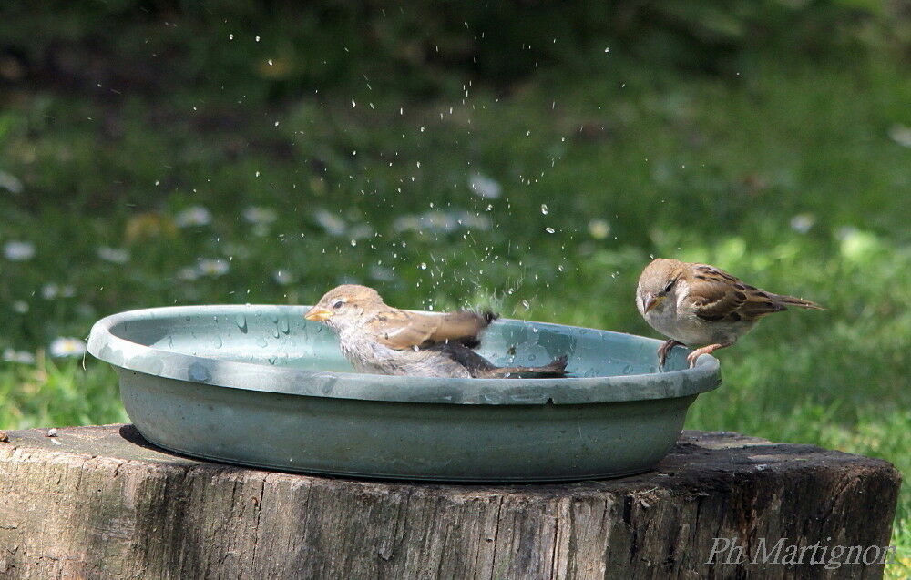 House Sparrowimmature, identification, Behaviour