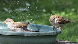 Moineau domestique