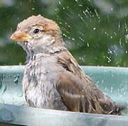 Moineau domestique