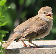 House Sparrow