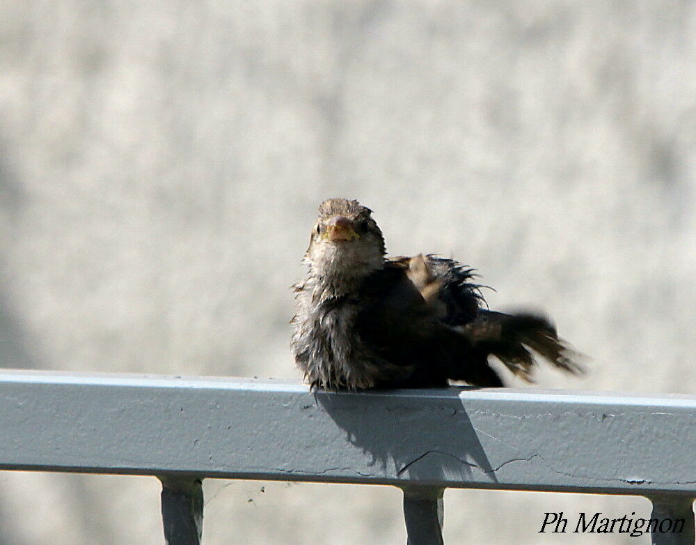 House Sparrowimmature, identification