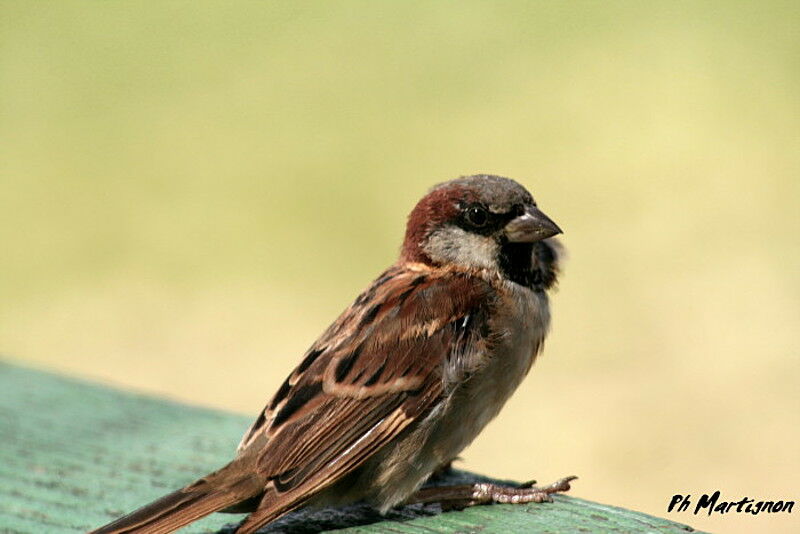 Moineau domestique mâle, identification