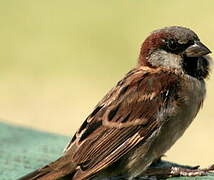 House Sparrow