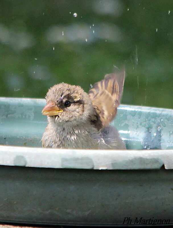 House Sparrowimmature, identification, Behaviour