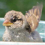 House Sparrow