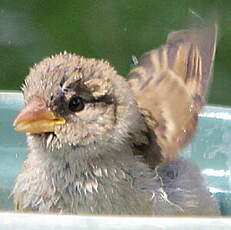 Moineau domestique