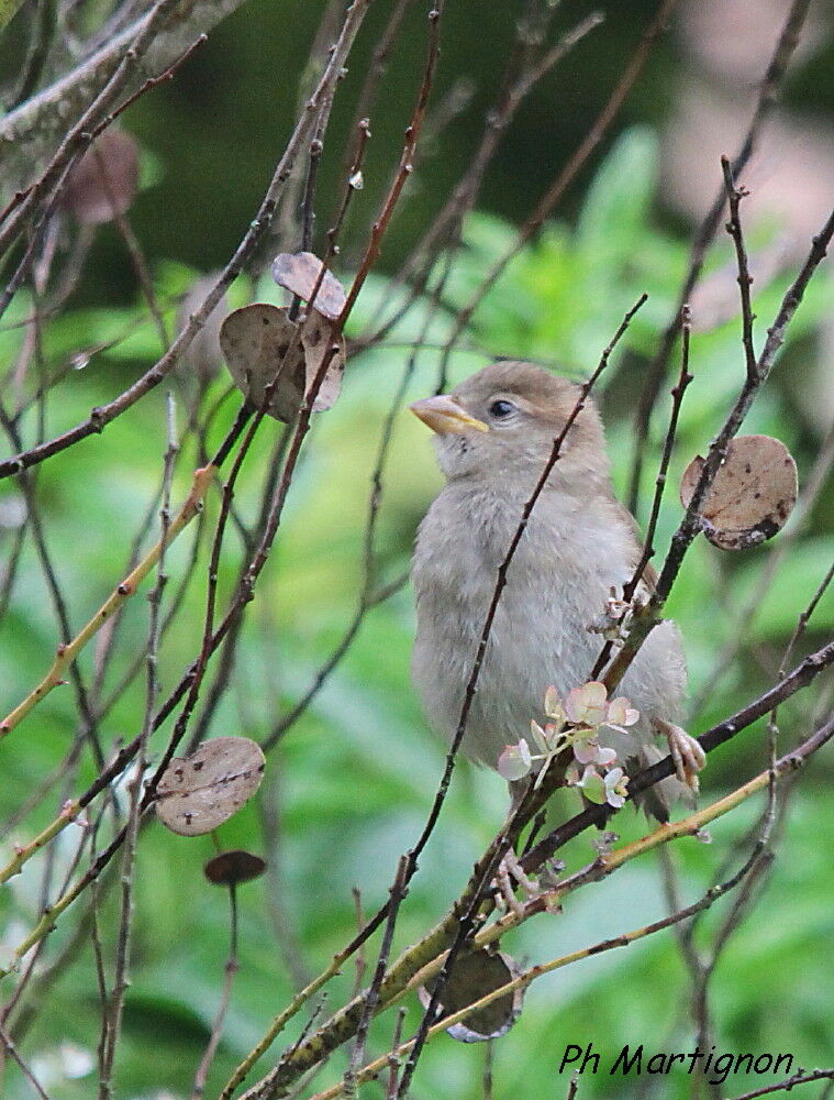 Moineau domestique, identification