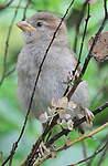 Moineau domestique