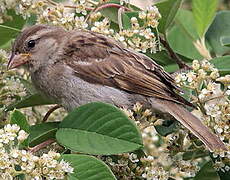 Moineau domestique