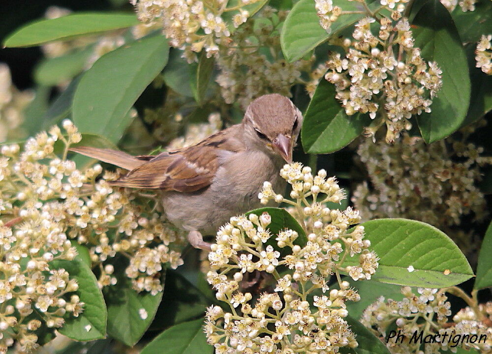 Moineau domestique, identification, mange