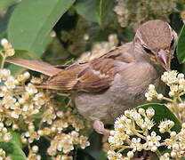 House Sparrow