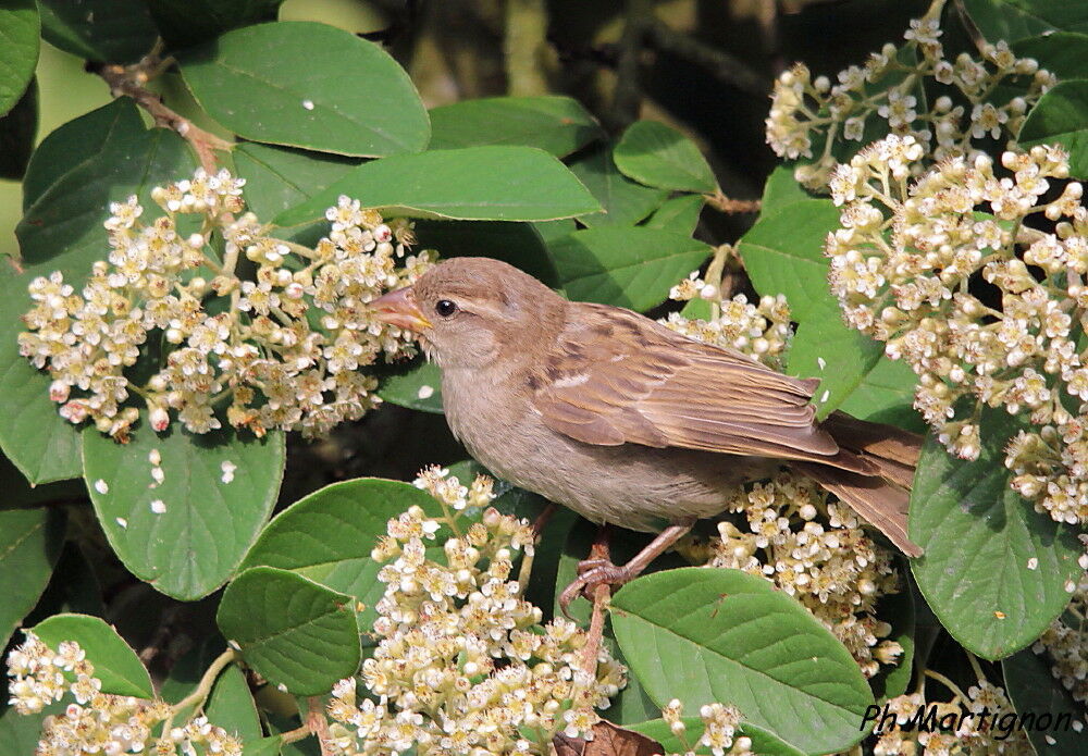 Moineau domestique, identification, mange