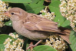 House Sparrow