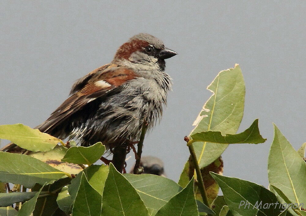 Moineau domestique mâle, identification