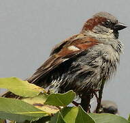 House Sparrow