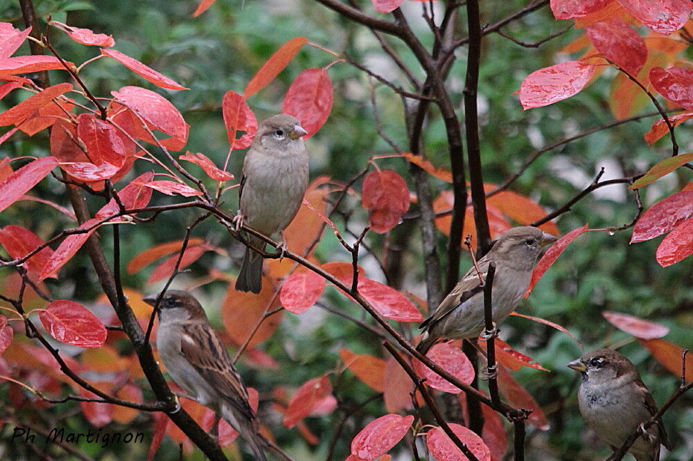 Moineau domestique