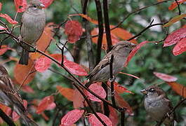 House Sparrow