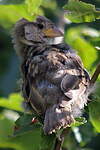 Moineau domestique