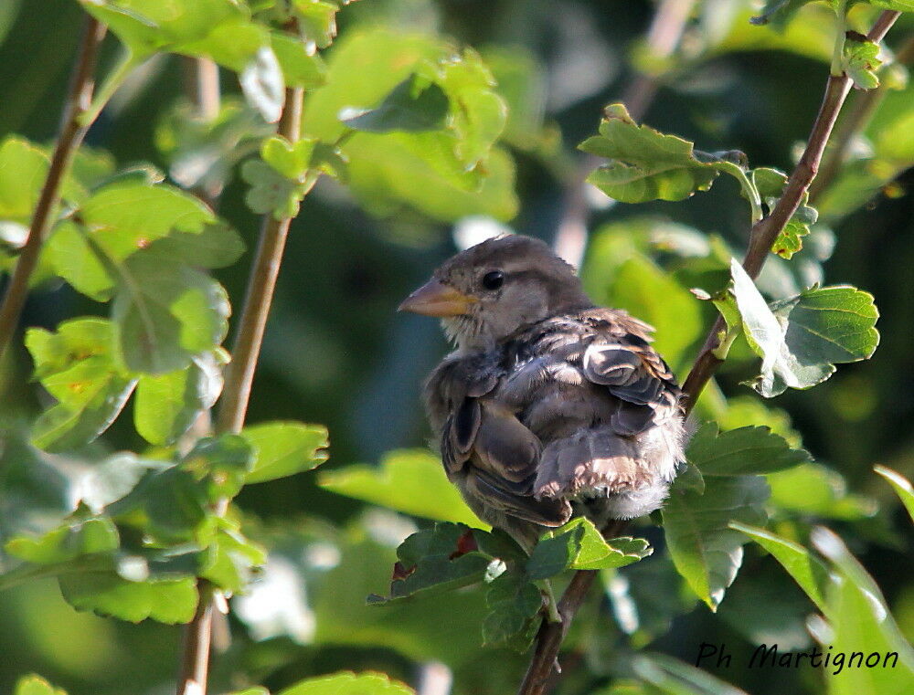 House Sparrow, identification