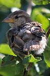 Moineau domestique