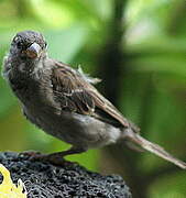 Moineau domestique