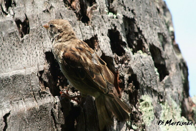 Moineau domestique, identification