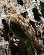 House Sparrow