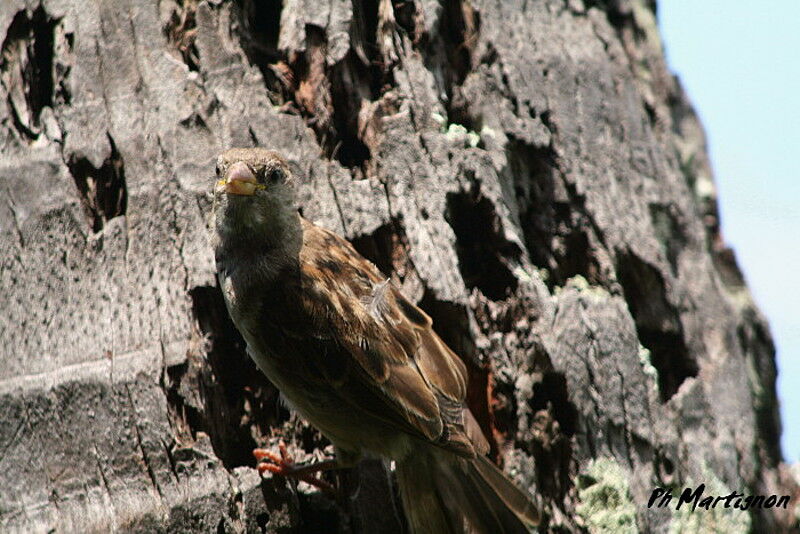 House Sparrow, identification