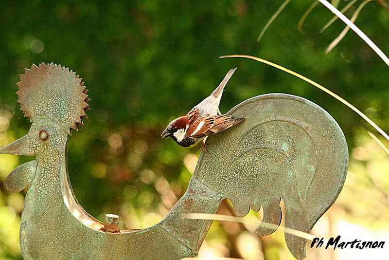 House Sparrow male, identification