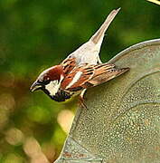 Moineau domestique